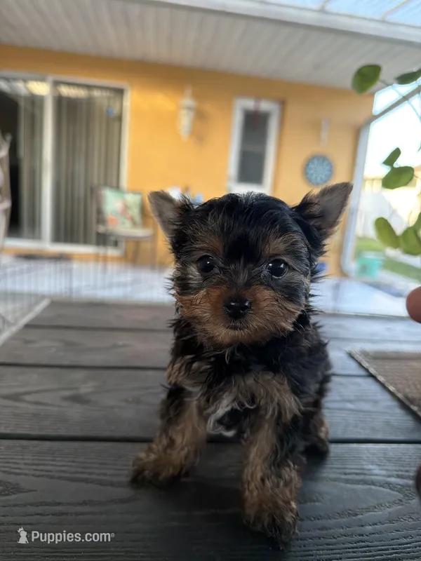 Male 1  – Yorkshire Terrier puppy for sale in Kissimmee, FL