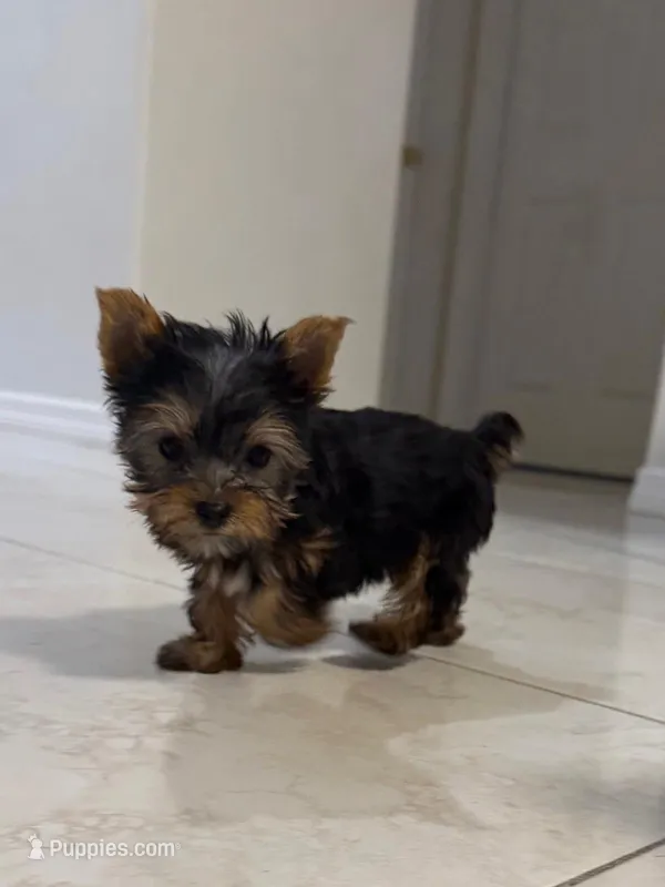 Mini  – Yorkshire Terrier puppy for sale in Kissimmee, FL