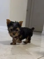 Mini , a male Yorkshire Terrier for sale in Kissimmee, FL – 1 of 2