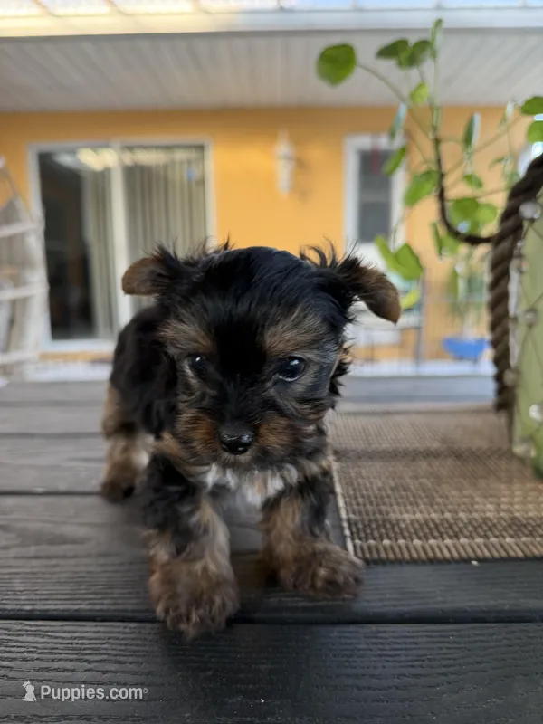 Male 1  – Yorkshire Terrier puppy for sale in Kissimmee, FL