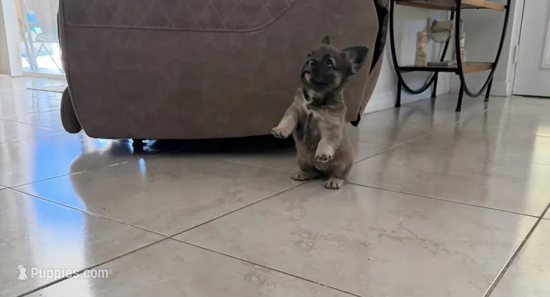 Blue  – French Bulldog puppy for sale in Kissimmee, FL