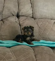 Yorkshire , a male Yorkshire Terrier for sale in Kissimmee, FL – Photo 1 of 4