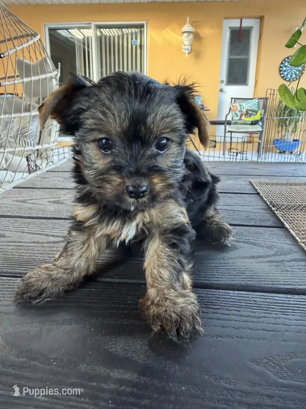 Yorkshire  – Yorkshire Terrier puppy for sale in Kissimmee, FL
