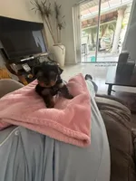 Yorkshire , a male Yorkshire Terrier for sale in Kissimmee, FL – Photo 2 of 4