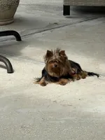 Yorkshire , a male Yorkshire Terrier for sale in Kissimmee, FL – Photo 3 of 4