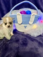 Princeton, a male Chihuahua and Pomeranian for sale in Quincy, IL – Photo 4 of 4