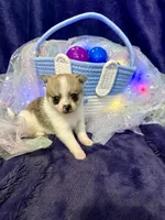 Princeton, a male Chihuahua and Pomeranian for sale in Quincy, IL – Photo 1 of 4