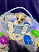 Princeton, a male Chihuahua and Pomeranian for sale in Quincy, IL – Photo 2 of 4