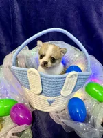 Princeton, a male Chihuahua and Pomeranian for sale in Quincy, IL – Photo 3 of 4