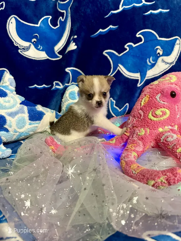 Princeton – Chihuahua, Pomeranian puppy for sale in Quincy, IL