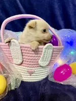 Prada, a female Chihuahua and Pomeranian for sale in Quincy, IL – Photo 4 of 4