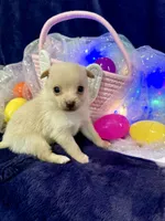 Prada, a female Chihuahua and Pomeranian for sale in Quincy, IL – Photo 3 of 4