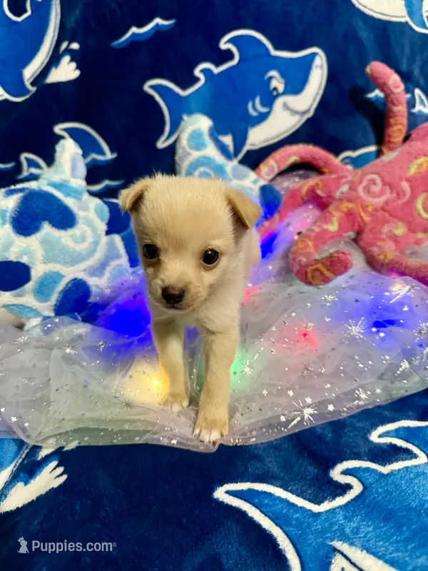 Prada – Chihuahua, Pomeranian puppy for sale in Quincy, IL