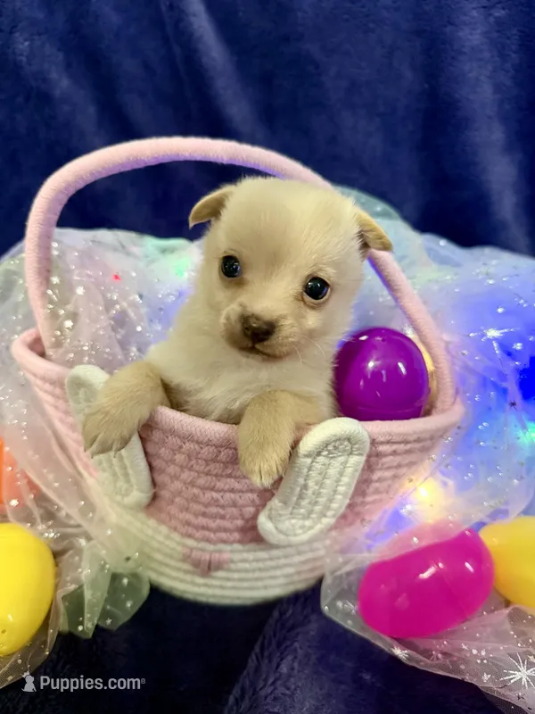 Prada – Chihuahua, Pomeranian puppy for sale in Quincy, IL