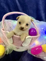 Prada, a female Chihuahua and Pomeranian for sale in Quincy, IL – Photo 1 of 4