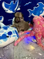 Pixie, a female Chihuahua and Pomeranian for sale in Quincy, IL – Photo 2 of 9