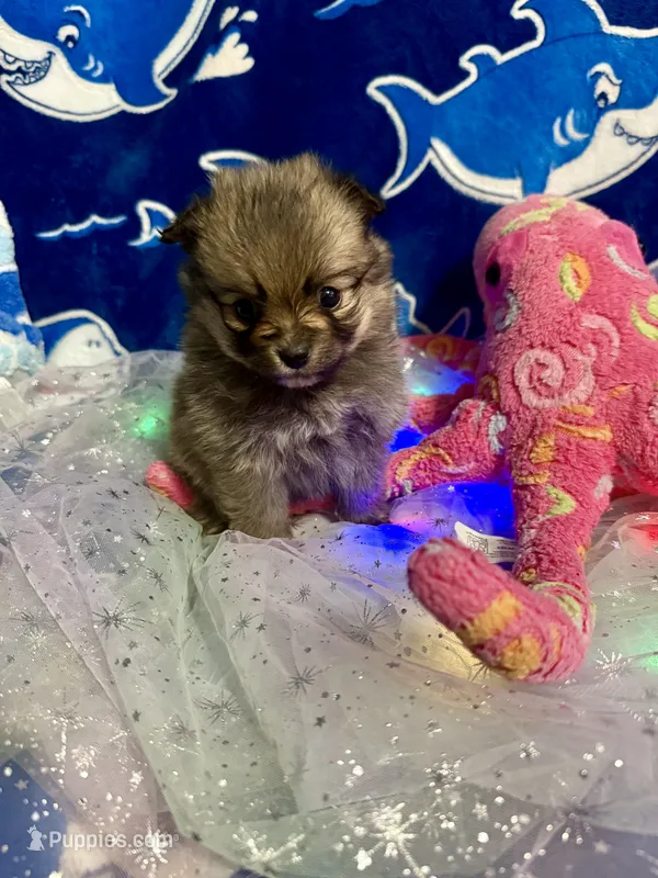 Pixie – Chihuahua, Pomeranian puppy for sale in Quincy, IL