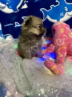 Pixie, a female Chihuahua and Pomeranian for sale in Quincy, IL – Photo 3 of 9