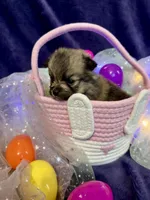 Pixie, a female Chihuahua and Pomeranian for sale in Quincy, IL – Photo 1 of 5