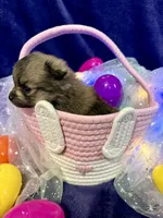 Pixie, a female Chihuahua and Pomeranian for sale in Quincy, IL – Photo 2 of 5