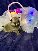 Pixie, a female Chihuahua and Pomeranian for sale in Quincy, IL – Photo 5 of 5