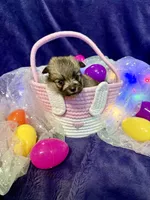 Pixie, a female Chihuahua and Pomeranian for sale in Quincy, IL – Photo 4 of 5