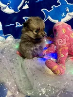 Pixie, a female Chihuahua and Pomeranian for sale in Quincy, IL – Photo 4 of 9