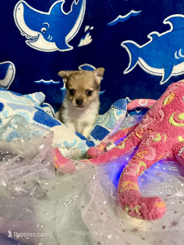 Gucci – Chihuahua, Pomeranian puppy for sale in Quincy, IL