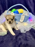 Gucci, a male Chihuahua and Pomeranian for sale in Quincy, IL – Photo 5 of 6