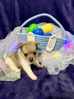 Gucci, a male Chihuahua and Pomeranian for sale in Quincy, IL – Photo 4 of 6