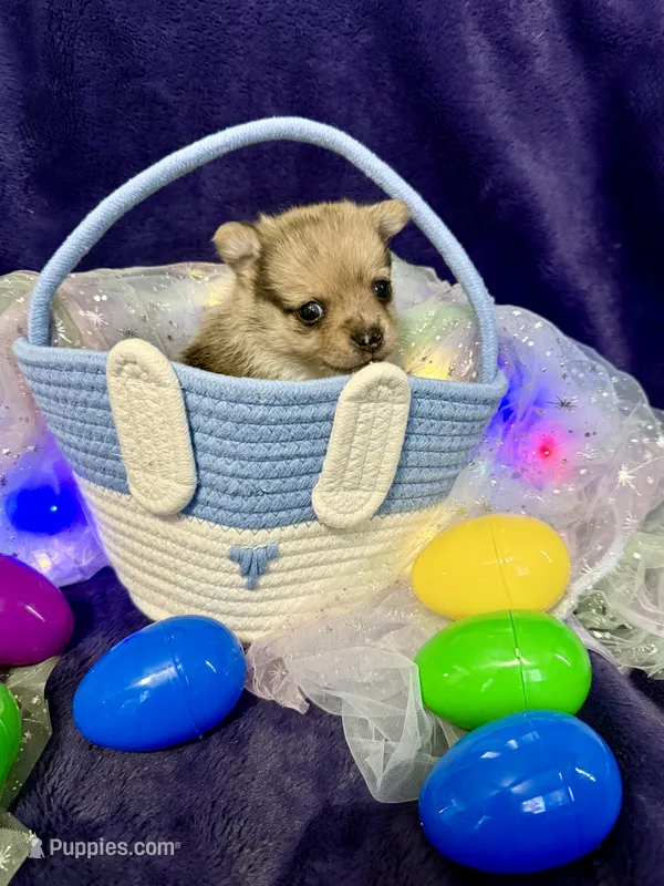 Gucci – Chihuahua, Pomeranian puppy for sale in Quincy, IL