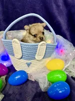 Gucci, a male Chihuahua and Pomeranian for sale in Quincy, IL – Photo 1 of 6