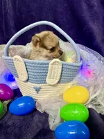 Gucci, a male Chihuahua and Pomeranian for sale in Quincy, IL – Photo 3 of 6