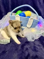 Gucci, a male Chihuahua and Pomeranian for sale in Quincy, IL – Photo 2 of 6