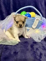 Gucci, a male Chihuahua and Pomeranian for sale in Quincy, IL – Photo 6 of 6