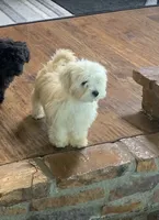 Cookie, a male Shihpoo for sale in Cisco, TX – 4 of 10
