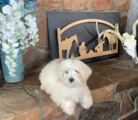 Cookie, a male Shihpoo for sale in Cisco, TX – 2 of 10