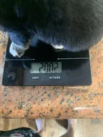 Willow, a female Toy Australian Shepherd for sale in Cisco, TX – Photo 6 of 7