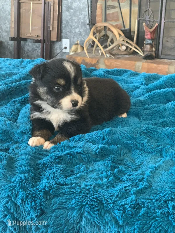 Willow – Toy Australian Shepherd puppy for sale in Cisco, TX