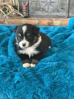 Willow, a female Toy Australian Shepherd for sale in Cisco, TX – Photo 2 of 7