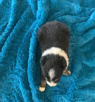 Willow, a female Toy Australian Shepherd for sale in Cisco, TX – Photo 5 of 7