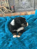 Willow, a female Toy Australian Shepherd for sale in Cisco, TX – Photo 3 of 7