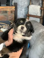 Willow, a female Toy Australian Shepherd for sale in Cisco, TX – Photo 7 of 7