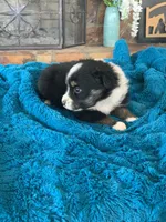 Willow, a female Toy Australian Shepherd for sale in Cisco, TX – Photo 4 of 7