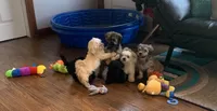Cookie, a male Shihpoo for sale in Cisco, TX – 5 of 10