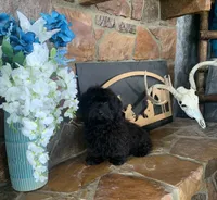 Beanie, a male Shihpoo for sale in Cisco, TX – 2 of 10