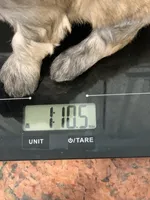 Muffin , a female Shihpoo for sale in Cisco, TX – 4 of 4