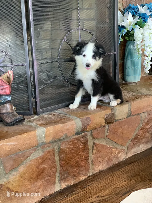 Utah – Toy Australian Shepherd puppy for sale in Cisco, TX