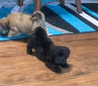 Beanie, a male Shihpoo for sale in Cisco, TX – 5 of 10