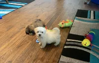 Cookie, a male Shihpoo for sale in Cisco, TX – 4 of 10
